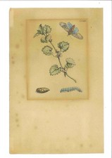 Maria Sibylla Merian -