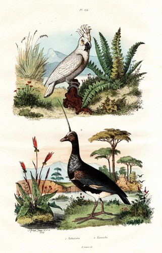 Wehrvogel enten ducks kakadus - wehrvogel,