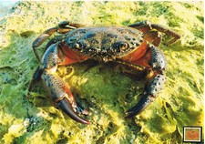Italienischer Taschenkrebs Schmuckblatt 1.2