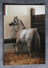 Postkarte Gaja Kleopatra,Araber Pferd,Arabische Pferde,Tiere,AK,Ansichtskarte,CZ