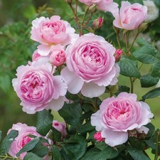 Englische Rose The Ancient