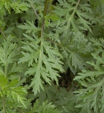 Beifuß artemisia vulgaris - beifuß,