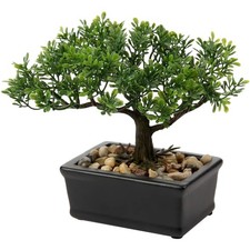 Kunstbonsai Bonsai Podocarpus