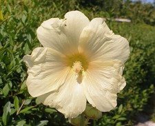 20 Samen von Stockrosen, gelb 