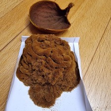 Platycerium ridleyi - Sporen (Farnsamen) mit Anleitung (deutsch oder englisch) 