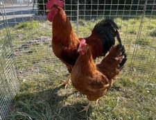 10 Bruteier - Große New