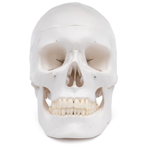 Schädel anatomie modell - schädel,
