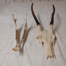 Rothirschspießer mit