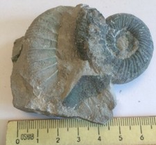Stufe Orthosphinctes sp