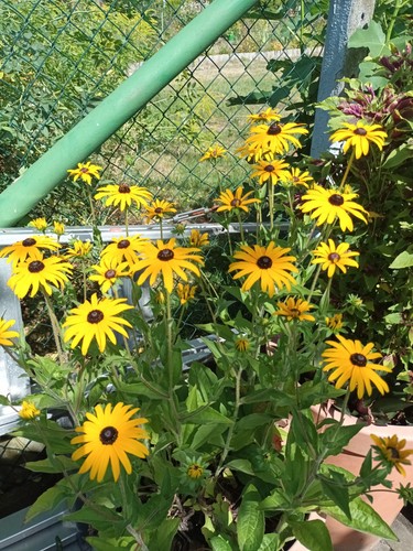 Rudbeckia sonnenhut - rudbeckia,