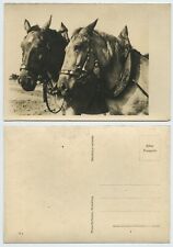 118989 - Zugpferde im Geschirr - Echtfoto - alte Ansichtskarte