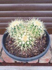 Echinocactus Grusonii "Schwiegermuttersitz" 3er Gruppenschale