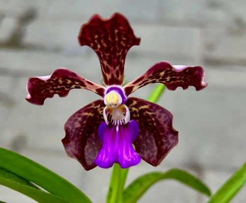 Vanda mystic leopard hybride - vanda,