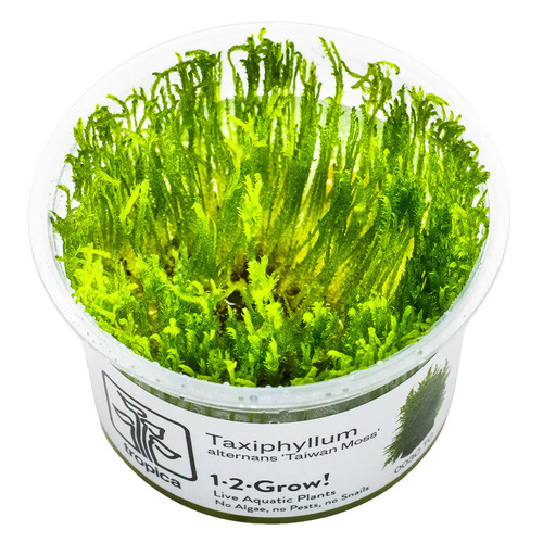 Taxiphyllum taiwan moss - 'taiwan, moss'