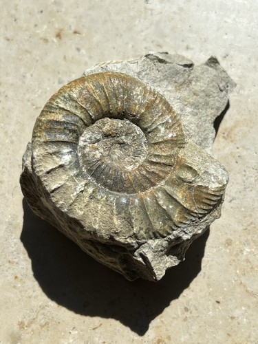 Ammonit versteinerung mineral - versteinerung,