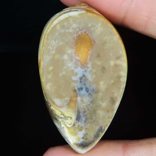 Natürlich fossil schnecke - fossil,