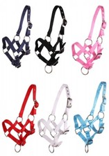 Fohlenhalfter Halfter Fohlen