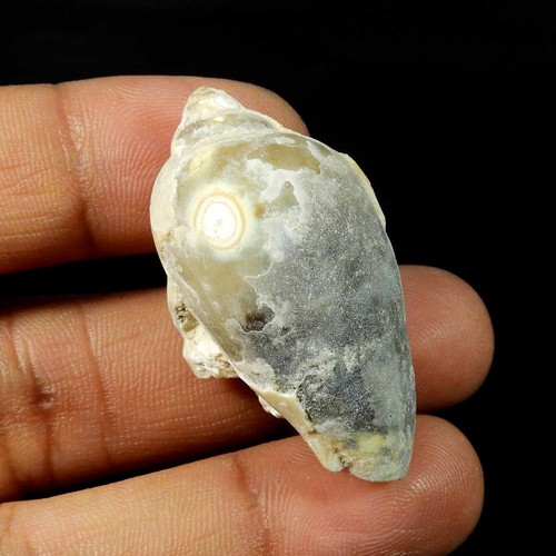 Schnecke fossil druzy - schnecke,