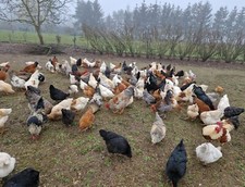 Verkaufen wir Hühner Eier 10