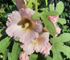 20 Samen von Stockrosen, hellrosa