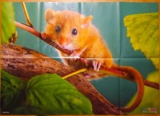 ✿RIESEN-TIER-POSTER