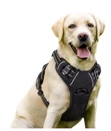 Hundegeschirr