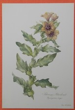 Schwarzes Bilsenkraut