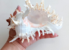 Große Murex Ramosus Muschel