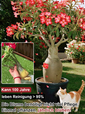 5 Wüstenrose  mit Trieb 🌺