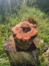 SKULPTUR  Wurzel Stamm Holz