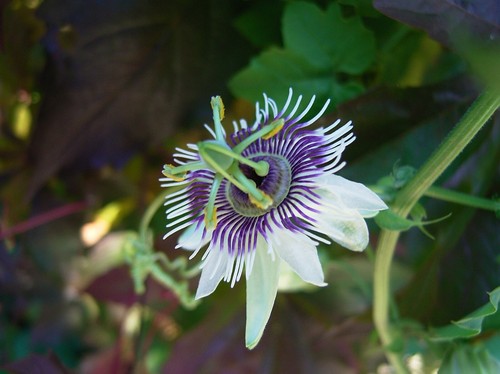 Wald passionsblume - wald-passionsblume,