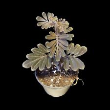 Solanum uleanum, Rankpflanze für Regenwald Terrarien, tropische Terrarienpflanze