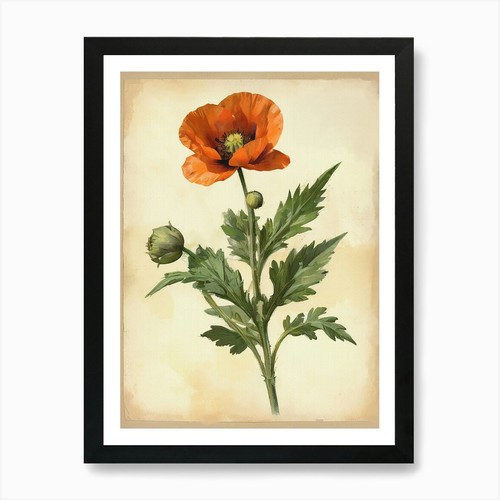 Vintage herbarium poppy art - vintage,