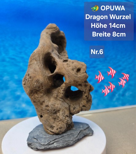 Opuwa dragon aquarium - ⭐️,