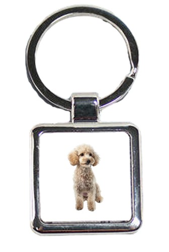 Miniatur pudel hund haustier - pudel,