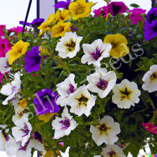 500 Samen Hänge-Petunien Mix Petunia hybrida Dauerblüher Balkon-Petunie