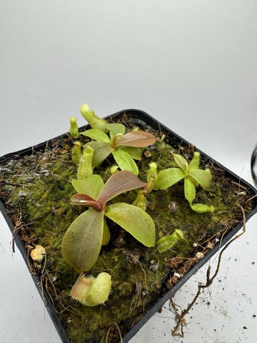 Nepenthes campanulata - , x