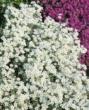 Cerastium tomentosum