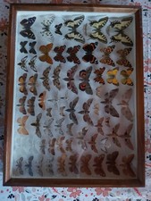 Schmetterlingsammlung -