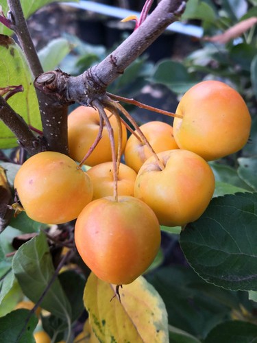 Zierapfel golden hornet - golden, malus