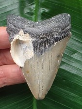 7,1 cm dolchförmiger Zahn des