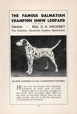 DALMATINER ALTER VINTAGE 1934