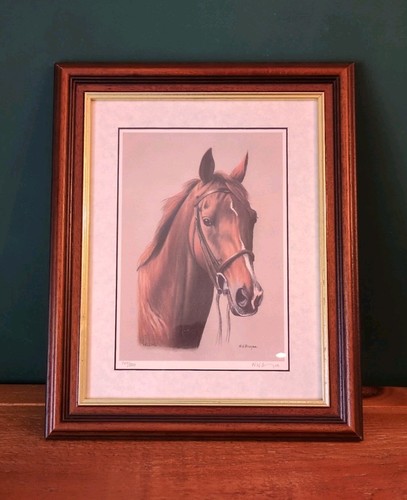 Halling equine portrait - halling,