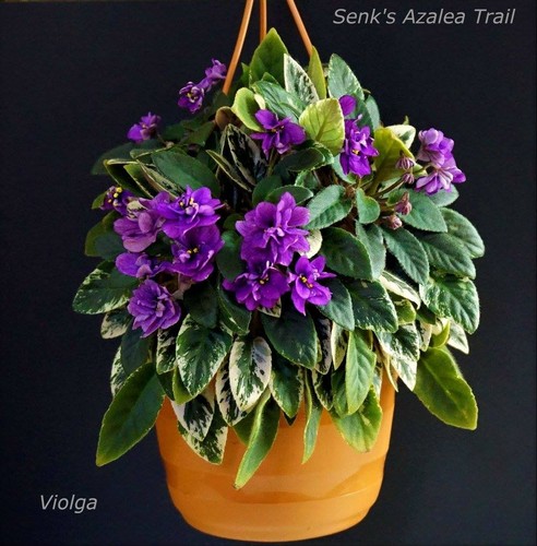 Senk azalea trail 2 - azalea,