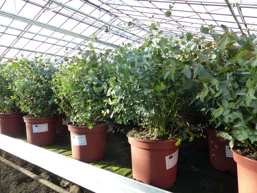 Xxl eucalyptus gunni gunnii - xxl,
