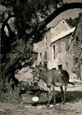 Esel Tiere Brela Dalmatien 