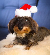Mini-Nikolausmütze für Hunde