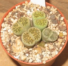 Lithops julii fulleri cv - 4x,