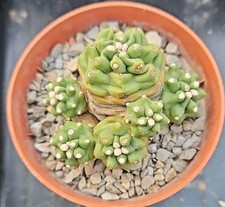 Echinocereus triglochidiatus v