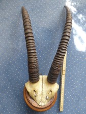 Antilopen-Geweih Jagdtrophäe